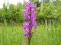 Dactylorhiza traunsteineri